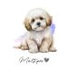  открытка [ Maltipoo / maru Pooh ] иллюстрации искусство акварельная живопись способ пастель цвет открытка -1