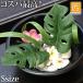  monstera leaf (S) monstera artificial flower parts real Hawaii arrange fla. hair - clip welcome board cheap burr miscellaneous goods here burr mail service correspondence possible 