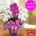  Mother's Day . butterfly orchid artificial flower photocatalyst opening festival .3ps.@. Mix white white wine purple celebration birthday large wheel length . present year-end gift gift kochou Ran 
