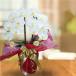  Mother's Day . butterfly orchid artificial flower photocatalyst opening festival . 2 ps ..M celebration birthday large wheel length . present year-end gift gift kochou Ran 
