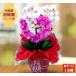  Mother's Day . butterfly orchid artificial flower photocatalyst opening festival . Heart M white white yellow color yellow pink wine purple celebration birthday large wheel length . present year-end gift gift kochou Ran 