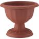  Apple одежда -: Queen cup 28 type Brown 4905980112629 декоративное растение горшок 
