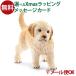 ᡼OK schleich 16396 饤 ưʪ ե奢 ǥ󡦥ȥСʻơ  3  ΰ  