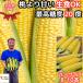  кукуруза персик .... максимально высокий сахар раз 20 раз 50 десять тысяч книга@ прорыв Nagano доверие . блок 2L-L 8-10шт.@.. сырой еда Ok подарок на Bon Festival ..