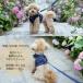 �� �n�[�l�X ���[�h �Z�b�g �����ɂ��� ���^�� ���^�� �t���� ���킢�� ���b�V�� ���S�����Ȃ� ���� �ȒP���� ������� ���[�h�t�� COTEN �֘A�摜1