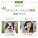 �f�W�J�� 5K �f�W�^���J���� �` 18�{�Y�[�� 8000����f ���掿 �I�[�g�t�H�[�J�X �r�f�I�J���� ��U��␳ IPS���� �y�� �V�i ���� 2026 �V�i �֘A�摜5