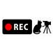  регистратор пути (drive recorder) установка стикер [ кошка . видео камера ] Banner Type ( задняя сторона. узкий SUV* Sports Wagon предназначенный ) ( повторный отшелушивание стикер ) (5.2cm×14.8cm) b15r
