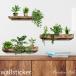 �E�H�[���X�e�b�J�[ �A�� �I�V���� �� �� �A�ؔ� wallshelf &amp; plants 9 �O���[�� �� ���� �J�t�F �k�� diy ���r���O �L�b�`�� �g�C�� �V�[�� �Ǐ���