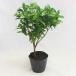 si Kimi (....) pot рассада высота дерева 40cm передний и задний (до и после) саженец растение рассада садовое дерево ... делать дерево 