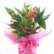 �A���X�����[�����A���i�A���X���E���j�����ȐԐF�̉� �u�~���I���t�����[���b�h�v6�����A�� �� �M�t�g