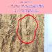 ���C���@20�~30cm�@�R���N����@�R���N�@�o�[�W���R���N�@�`�����W�A�@�r�J�N�V�_�@���������@�����@঒��ށ@�R�E�������� �֘A�摜2