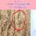 ���C���@10�~20cm�@�R���N����@�R���N�@�o�[�W���R���N�@�`�����W�A�@�r�J�N�V�_�@���������@�����@঒��ށ@�R�E�������� �֘A�摜2