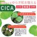 ��������/ �v���`�i���[�x�� CICA �s�[�����O�W�F�� 300g��3�{�Z�b�g ���{�� �h�E�V�V�� �\�t�g�s�[�����O �p�� ���� �ь� ���� ������ �V�J ������ �S�}�[�W�� �֘A�摜2