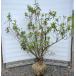. -слойный .. flat дверь азалия . тысяч -слойный большой фиолетовый АО .. примерно 1.3m на данный момент товар отправка красный цветок sene oo фиолетовый растение саженец большой рассада бесплатная доставка 