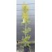 me RaRe uka Revolution Gold примерно 1.6m на данный момент товар отправка очень большой растение саженец чайное дерево medical tree бесплатная доставка 