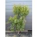  белый цветок затонированный tree АО .. примерно 1.5m на данный момент товар отправка очень большой АО растение саженец большой рассада kemlinokikemli. дерево дым. дерево символ tree бесплатная доставка 