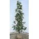  osmanthus approximately 1.5m large stock plant sapling large seedling gold tree . standard sale . bargain . incidental stock evergreen tree free shipping 