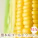  Gold Rush corn Kumamoto prefecture production approximately 4kg 10~13ps.@ sweet corn morning .. fresh maize direct delivery from producing area your order gift . middle origin 