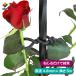 daim rose стиль роза для мягкость частота диаметр 4.8mm 5m роза шпалера роза ...... забор первый винил сборка фигурная скобка садоводство огород первый винил 