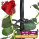 daim rose стиль роза для мягкость частота диаметр 2.5mm длина 10m роза шпалера роза ...... забор сборка фигурная скобка садоводство огород 