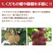 �Ԃǂ��I �p�[�S�� �ʎ��I 2m�~2m �K�[�f���A�[�` �L�E�C�I diy �K�[�f���A�O���p�C�v �ʎ��I�Z�b�gdaim ���r�j�[�� �֘A�摜2