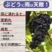 �Ԃǂ��̉J�悯�Z�b�g �Ԍ�220cm�~���s210cm�~����255cm �K�[�f���A�[�` diy �������̒I�Z�b�g daim ���r�j�[�� �֘A�摜1