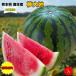  запад .... арбуз Kumamoto префектура производство сон большой земля запад . превосходящий товар L размер примерно 6kg и больше ... для бесплатная доставка подарок подарок подарок . покупка 