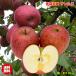  apple with translation 10kg box Aomori prefecture production sun .. apple 10Kg rom and rear (before and after) free shipping sugar times guarantee apple with translation approximately 10Kg