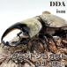  gran to white Kabuto larva 3 head set dda rhinoceros beetle organism 