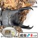 | серийный карта имеется King Tey ouMti салон | WD103 линия King Tey ou*99.7-32.9-34.3mm*44mm(108 линия ) WD103.0 прямой .dda premium 