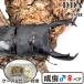 | серийный карта имеется King Tey ouMti салон | 108 линия *101.9-34.1-34.6mm *45mm(WD103.0) dda premium 