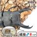 | серийный карта имеется King Tey ouMti салон | 108 линия *102.1-33.1-34.2mm *44mm(108 линия ) dda premium 