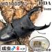 | серийный карта имеется King Tey ou| немедленно желтохвост WD103 линия King Tey ou*103.9-33.6-34.8mm *46mm(108 линия ) dda premium организм 