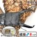 | серийный карта имеется kuni Guinness * линия | kunipala one 113.2 линия ~ *105.5-33.0-34.2mm *48mm(110.8)pala one oo common tadda premium организм 