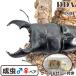 | серийный карта имеется kunisma тигр Φ линия | немедленно желтохвост kuniΦ линия ~ *101.2-34.9-37.0mm *53.0mm(kuni98Φ) пара sma тигр common tadda premium организм 