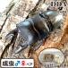 (*63mm пара ) WD Kurashiki common ta рогач взрослое насекомое с подарком .dda рогач организм местного производства 