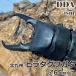  Kitakyushu common ta рогач взрослое насекомое *65mm пара с подарком .dda рогач организм местного производства 
