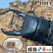 (*66mm пара ) Kitakyushu common ta рогач взрослое насекомое с подарком .dda рогач организм местного производства 