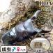 ( большой *65mmUP пара )okinoe Rav common ta взрослая пара с подарком .dda рогач организм common ta рогач 
