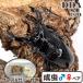  лаковый чёрный. эмаль цвет регулирование незначительный oo блеск взрослая пара *70mmUP с подарком .dda рогач организм кожа la материал кожа la. нить 