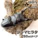 tsusima common ta взрослое насекомое *60~64mm пара с подарком .dda рогач организм common ta рогач 