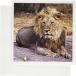 �y���s�A���i�zDanita Delimont   Lions   �{�c���i�ASavute�A�`���x���������A���C�I��   af05 kwi0010