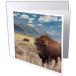 3dRose Greeting Card Buffalo. Grand Teton National Park  Wyoming. - 6 by 6-inches (gc_315250_5)¹͢