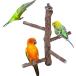 [ параллель импортные товары ] Mogoko Natural Wood Bird Perch Stand Hanging Multi Branch Perch fo