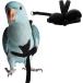 [ параллель импортные товары ] Peony Harness and Leash Adjustable Parrot Bird Training Design Ant