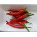  красный острый перец. вид p Ricky n. вид 30 шарик 