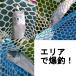 �t���C�@�Ԃǂ��� �t���C�@4�Z�b�g�@�j���t�t���C�@�@�k���@ �Ǘ��ނ�@���ށ@ �����t���C �т΂� �e���J�� ����@�t���C�t�B�b�V���O�@ �֘A�摜4