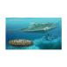  бесплатная доставка * повторный .PH9120 1/144 Nautilus номер пластиковая модель Pegasus хобби [10 месяц предварительный заказ ]