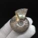 ͷ ʥ 쥤ܡ  ʪ ޥ뻺 41.57mm ץ쥼 ե anc44