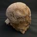 希少 トリケラトプス 頭部の一部 化石 本物 モンタナ州産 110mm プレゼント ギフト tr5